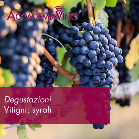 Degustazioni vino – Vitigni: syrah